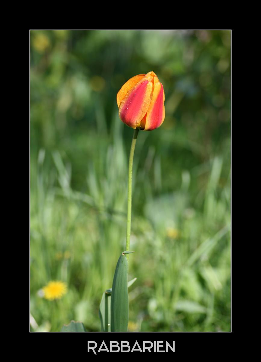 gelb rote Tulpe