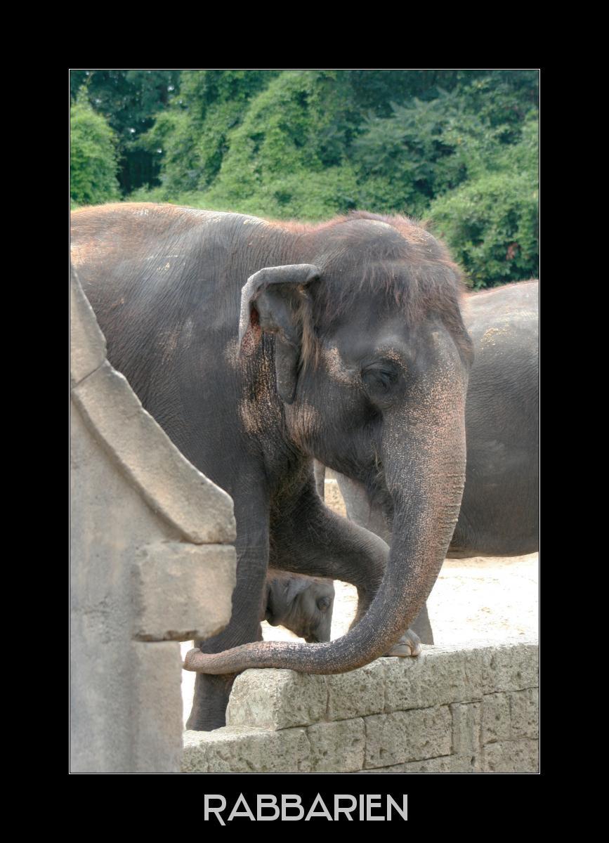 Elefanten im Hannover Zoo