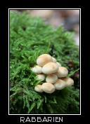 kleine Pilzgruppe