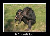 Schimpansenmutter und Nachwuchs