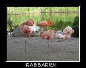 Gruppe einbeiniger Flamingos