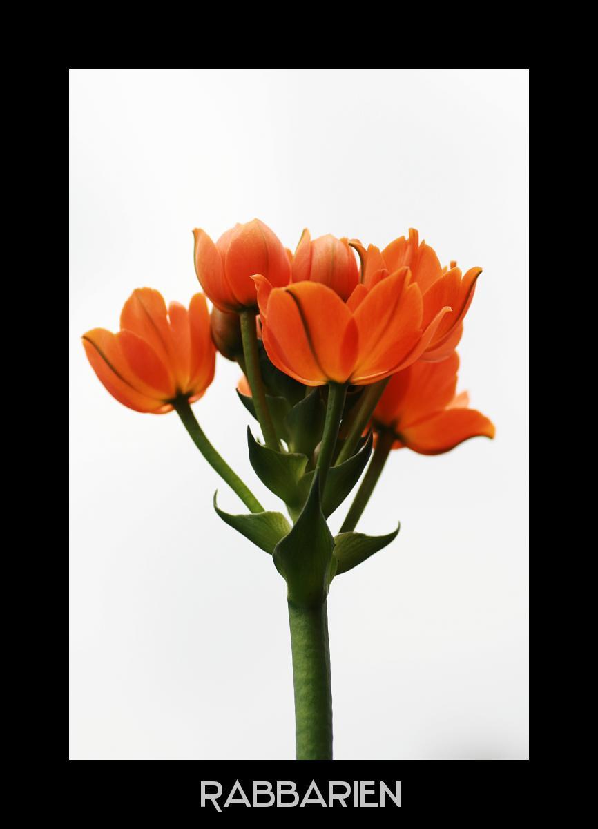 orangene Blume