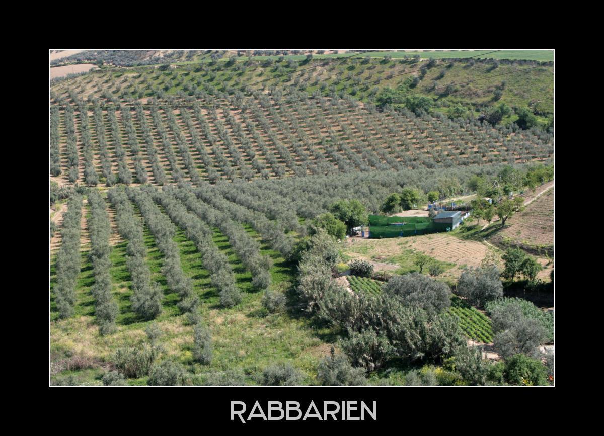 Olivenfarm