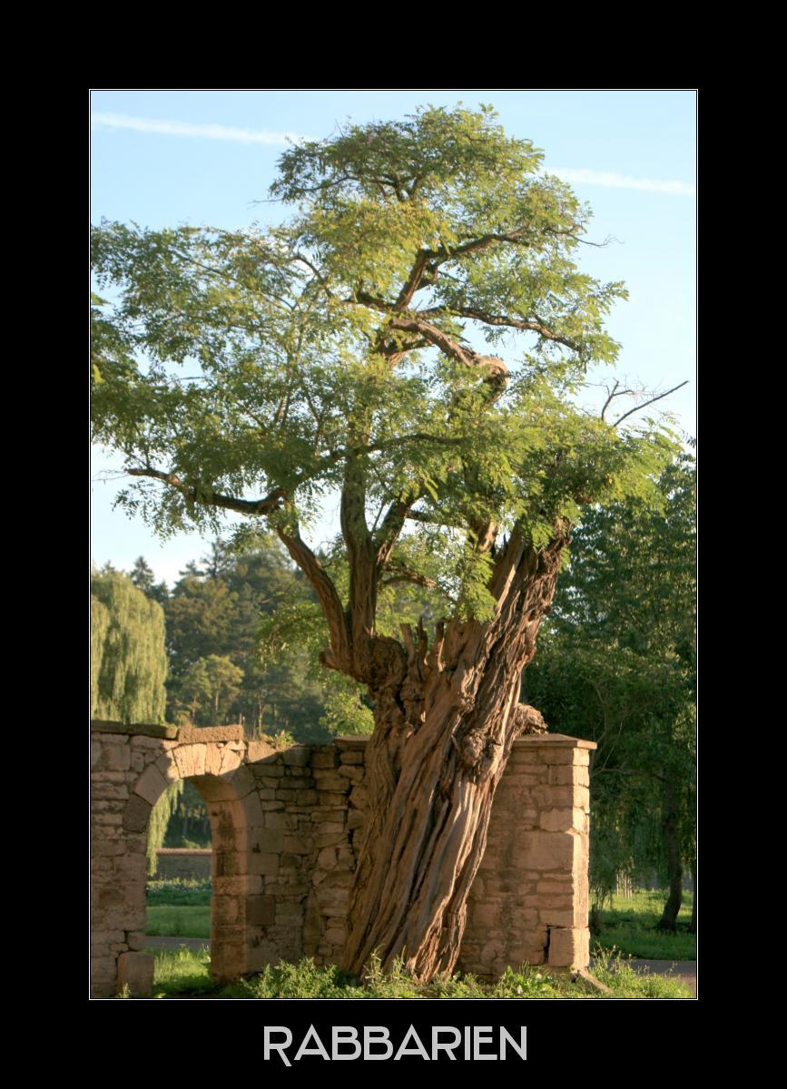 knorriger Baum