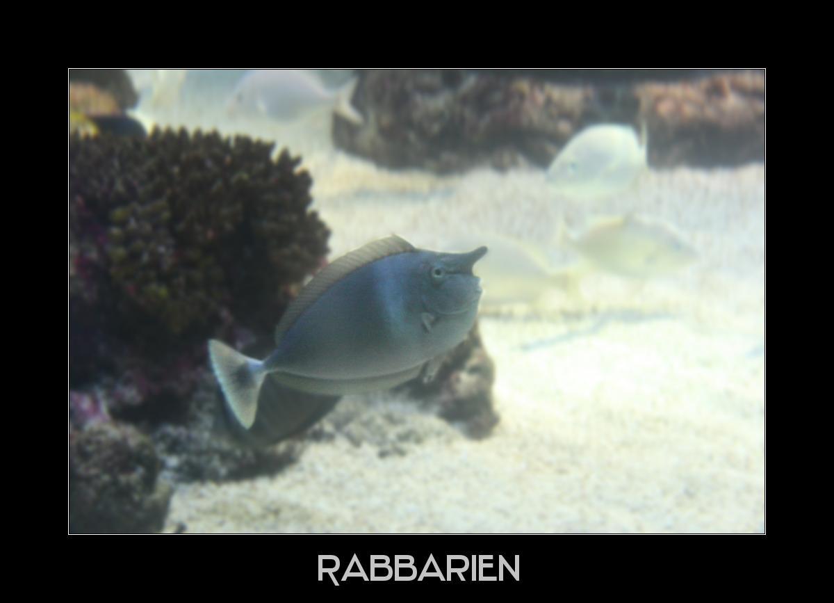 Langnasen-Nasendoktorfisch