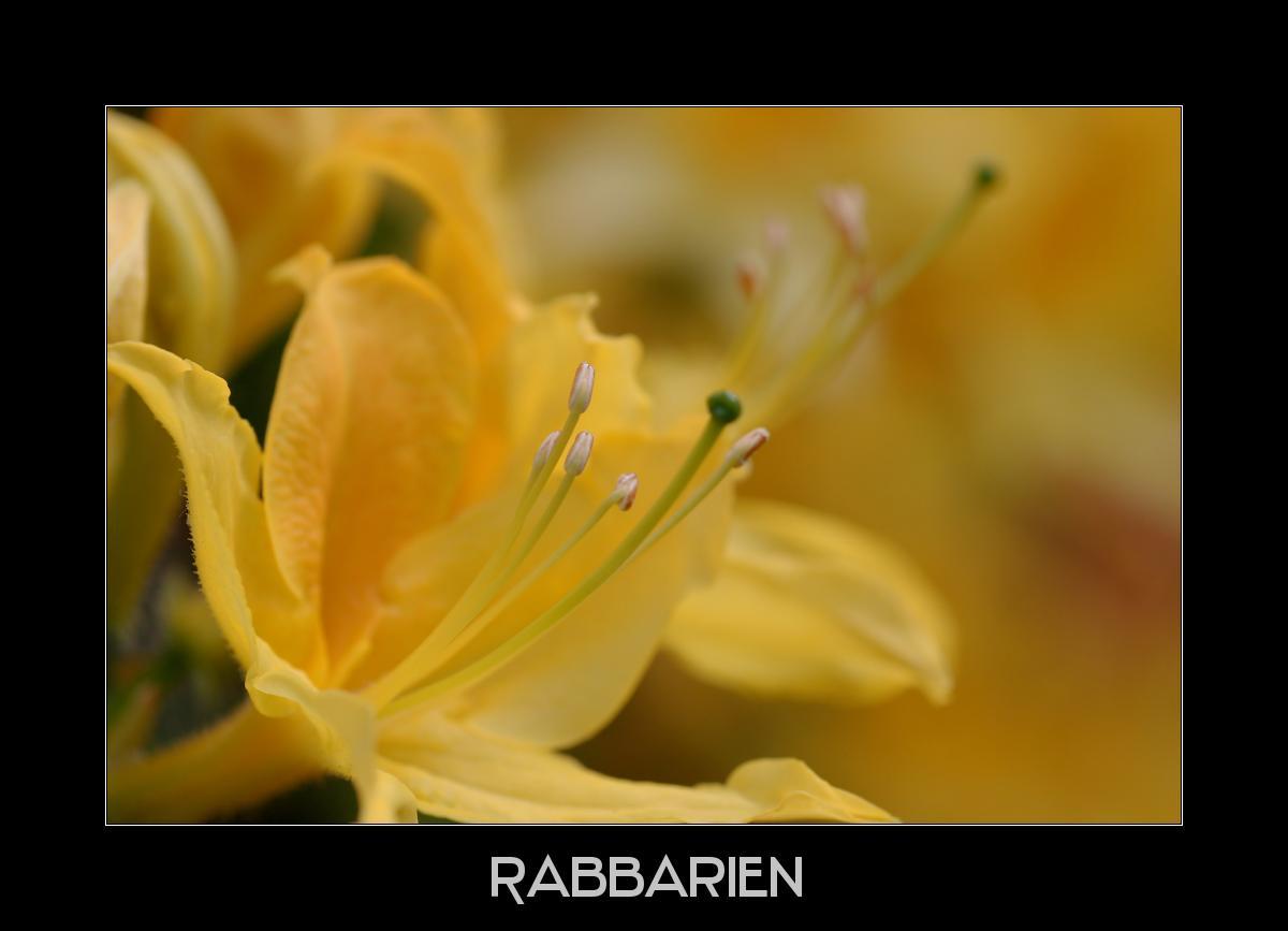 Blütenstempel gelbe Lilie