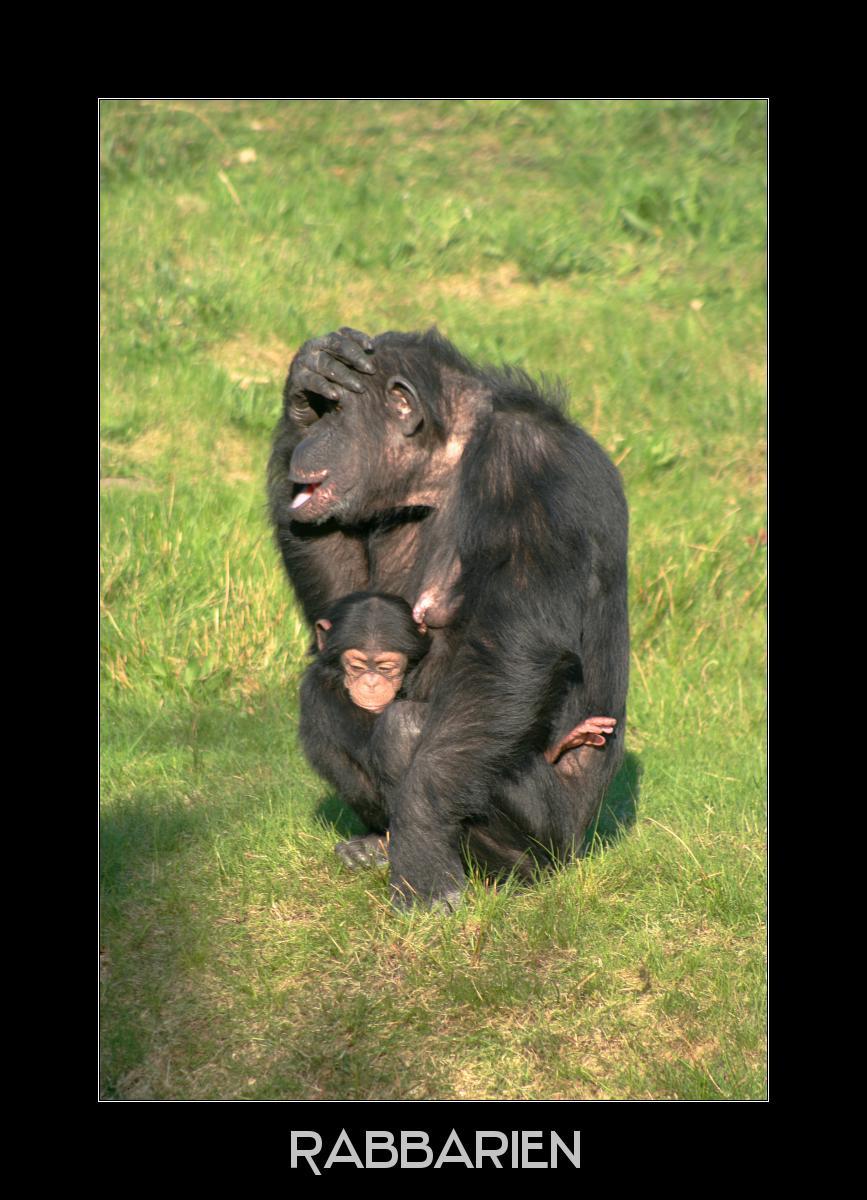 Schimpansin mit Nachwuchs