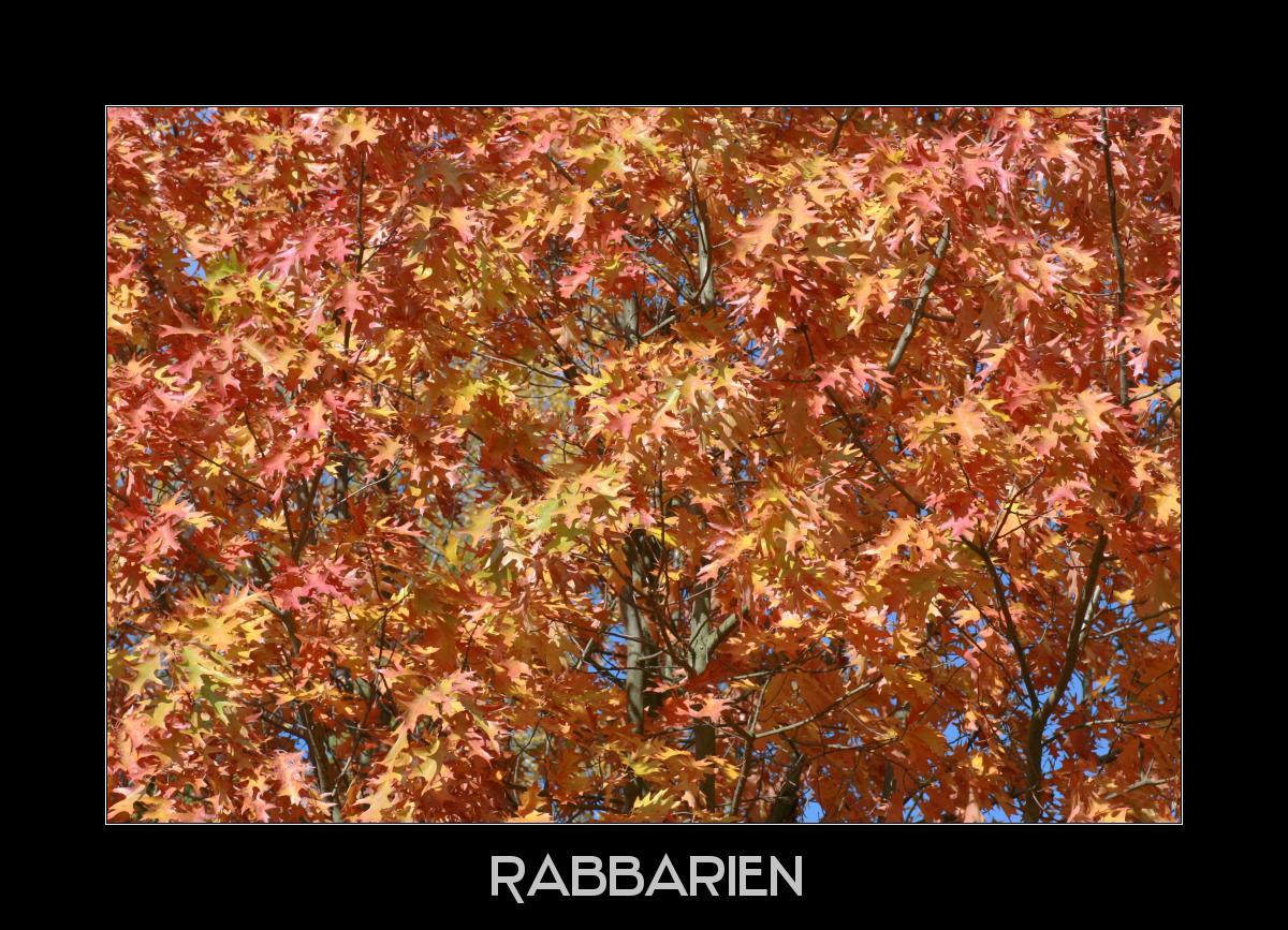 Ahornbaum zur Herbstzeit