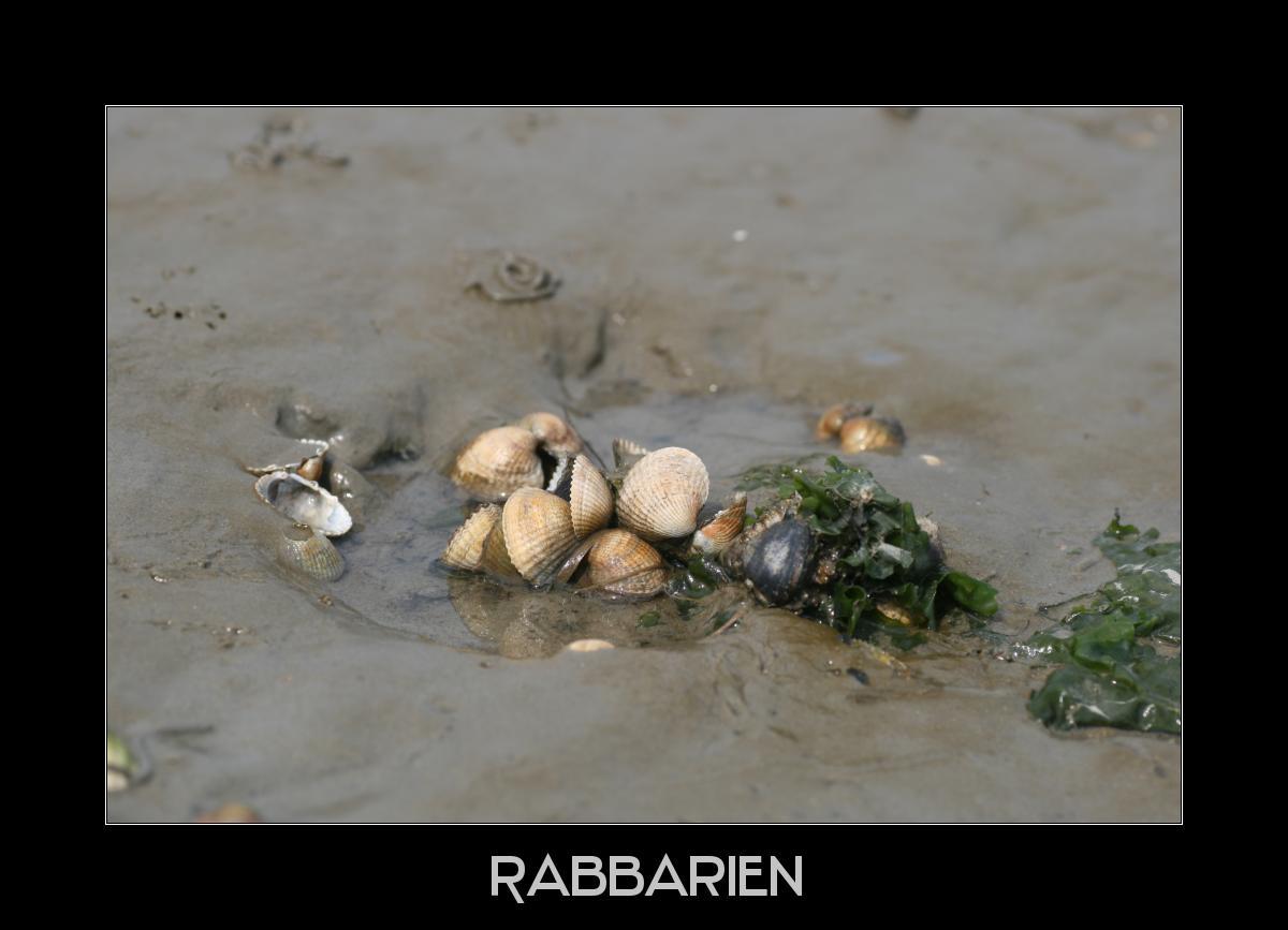 Muscheln im Wattenmeer