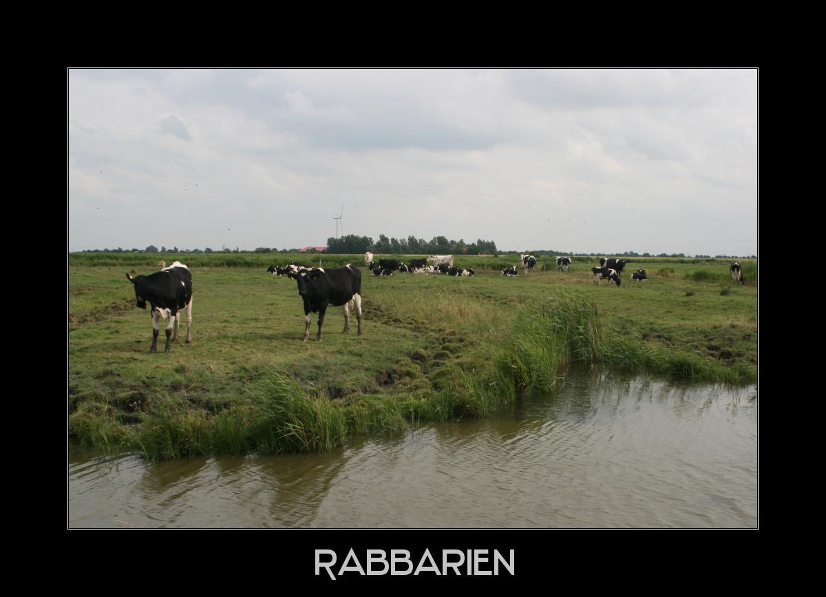 Kühe in Ostfriesland