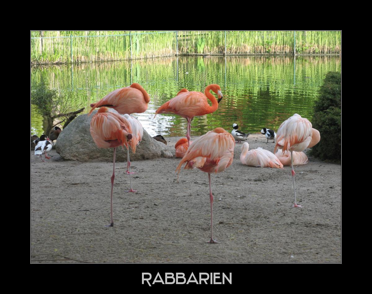 Gruppe einbeiniger Flamingos