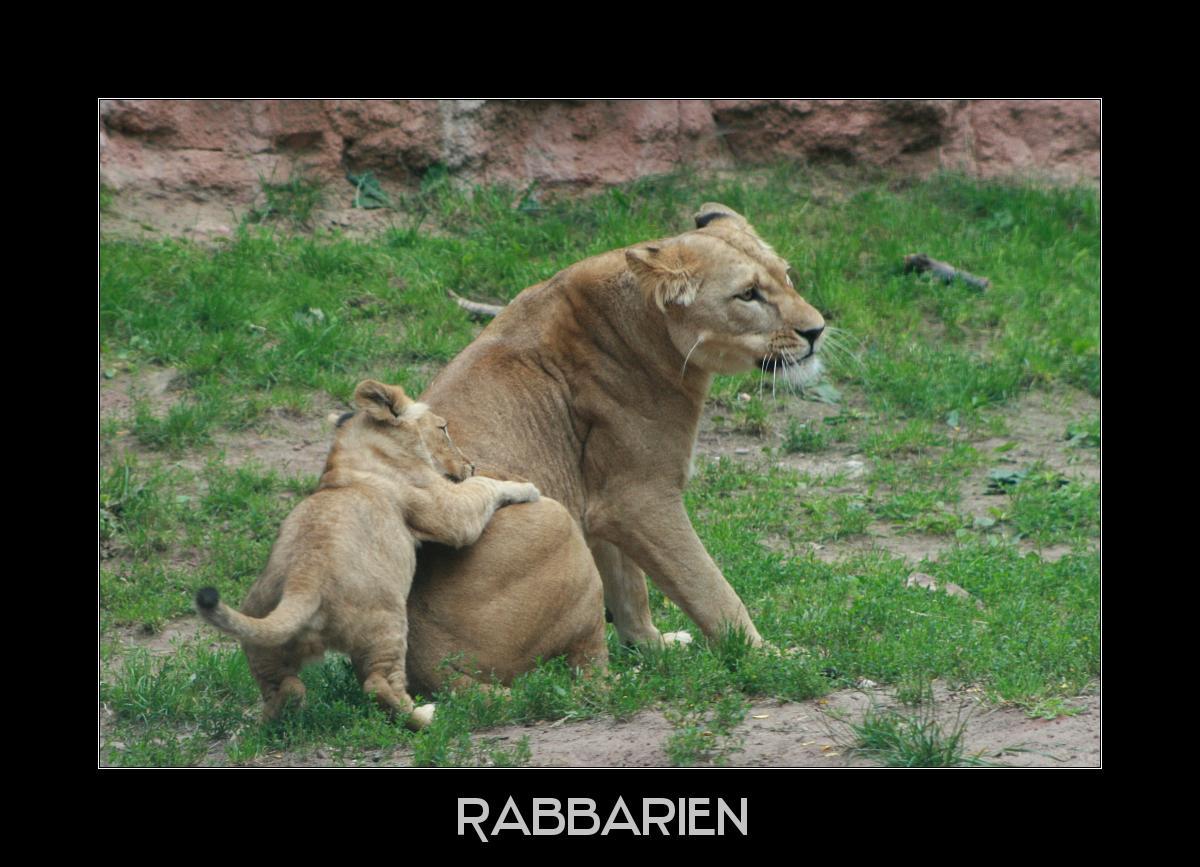 Löwenbaby mit Mutter