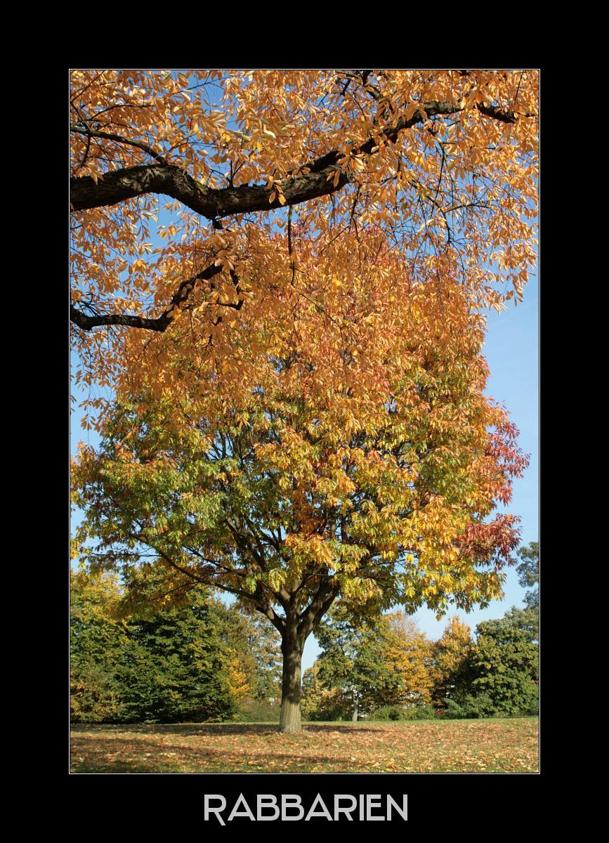 Ahornbaum in Herbstfarben