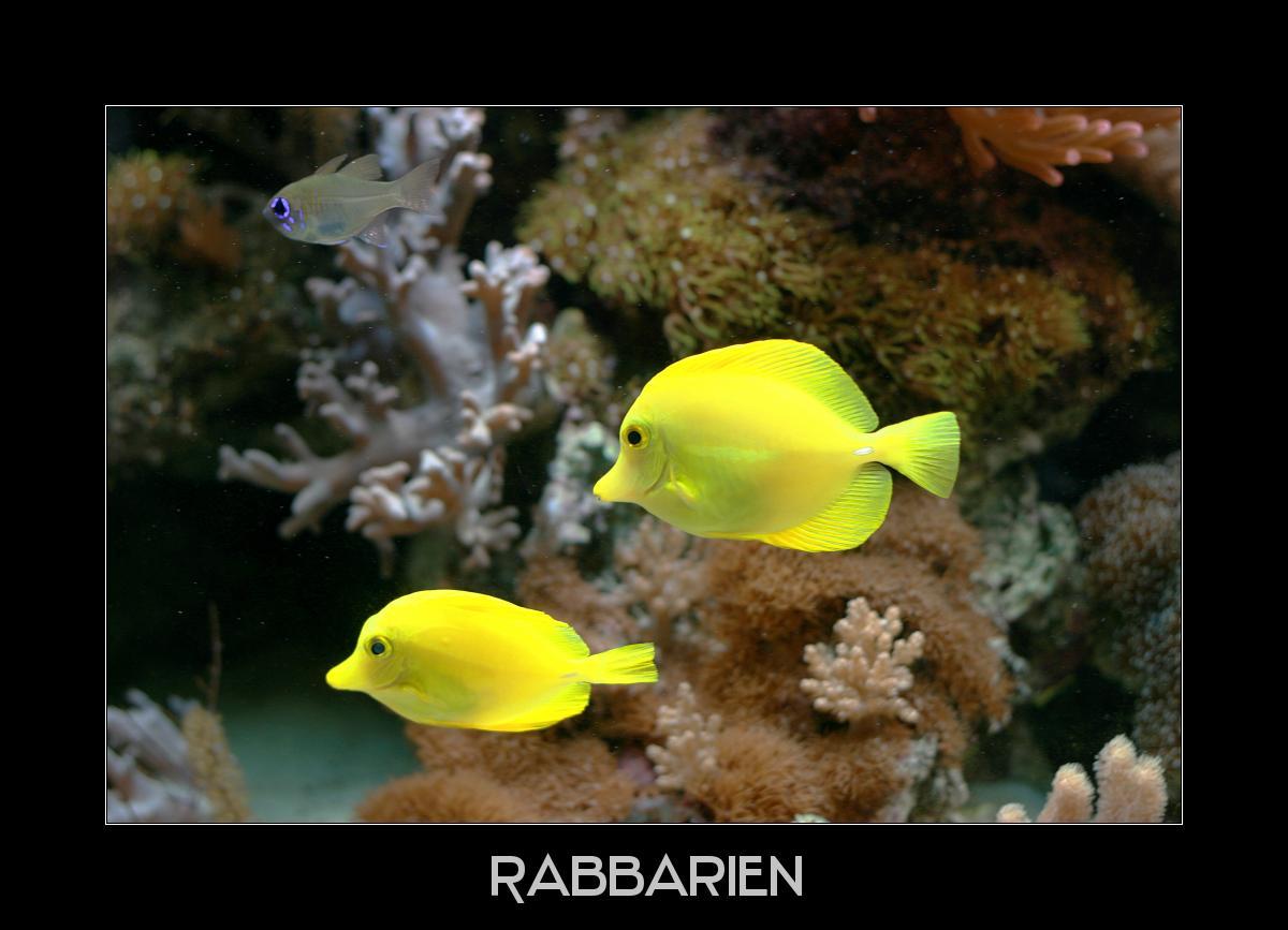 Gelbe Segelflossendoktorfische