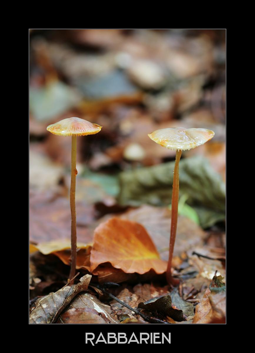zwei Pilze