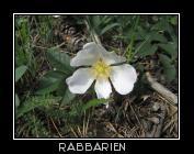 weiße Wildrose