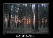Fichtenwald im Morgengrauen