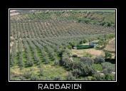 Olivenfarm