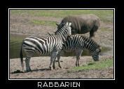 zwei Zebras