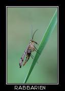 weibliche Skorpionsfliege