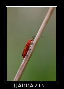 roter Käfer