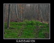 grüner Waldboden im Buchenwald