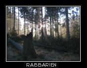 Wald am Oderteich