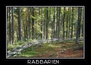 Harzbob Rodelbahn