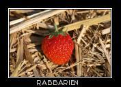Erdbeere auf Stroh