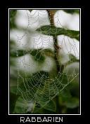 Spinnennetz mit Wasserperlen