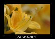 Blütenstempel gelbe Lilie