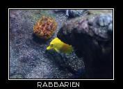 Gelber Segeldoktorfisch