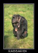 Schimpansin mit Nachwuchs
