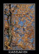 Esche in Herbstfärbung
