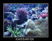 Korallen im Meerwasser Aquarium