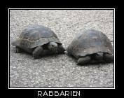 Schildkröten Pärchen