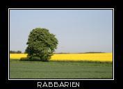 Kastanienbaum und Rapsfeld