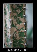 Cereus Aethiops