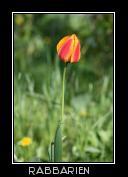 gelb rote Tulpe