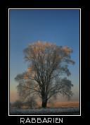Baum mit Rauhreif