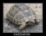 Schildkröte in der Türkei gesehen