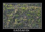 Mutterboden mit Gras