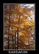 Herbst im Wald