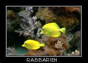 Gelbe Segelflossendoktorfische