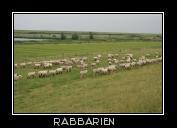 Schafsweide in Ostfriesland