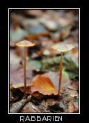 zwei Pilze